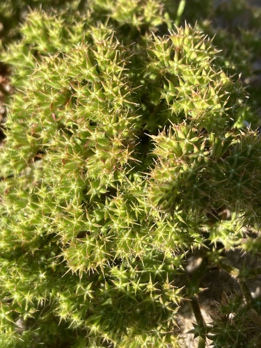 Prostrate spineflower (Chorizanthe procumbens)