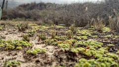 Prostrate spineflower (Chorizanthe procumbens)