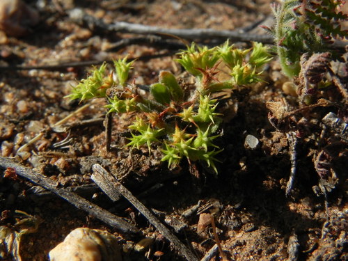 Prostrate spineflower (Chorizanthe procumbens)