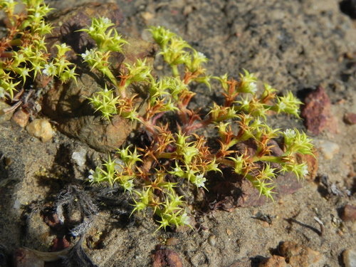 Prostrate spineflower (Chorizanthe procumbens)