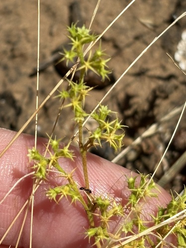 Prostrate spineflower (Chorizanthe procumbens)