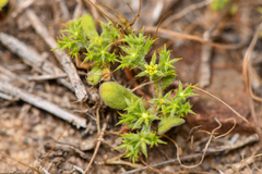 Prostrate spineflower (Chorizanthe procumbens)