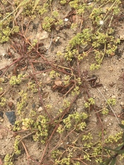 Prostrate spineflower (Chorizanthe procumbens)