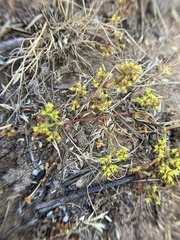 Prostrate spineflower (Chorizanthe procumbens)