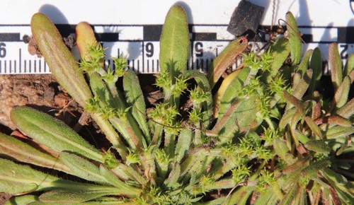 Prostrate spineflower (Chorizanthe procumbens)