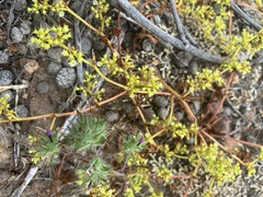 Prostrate spineflower (Chorizanthe procumbens)