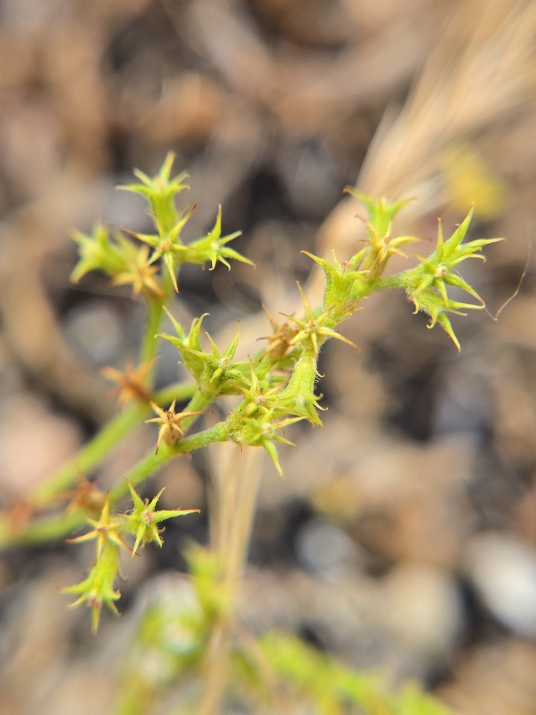Prostrate spineflower (Chorizanthe procumbens)