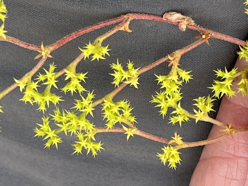 Prostrate spineflower (Chorizanthe procumbens)