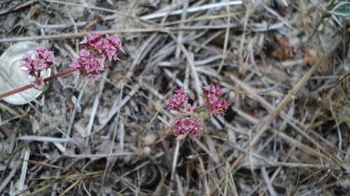 Monterey spineflower (Chorizanthe pungens)