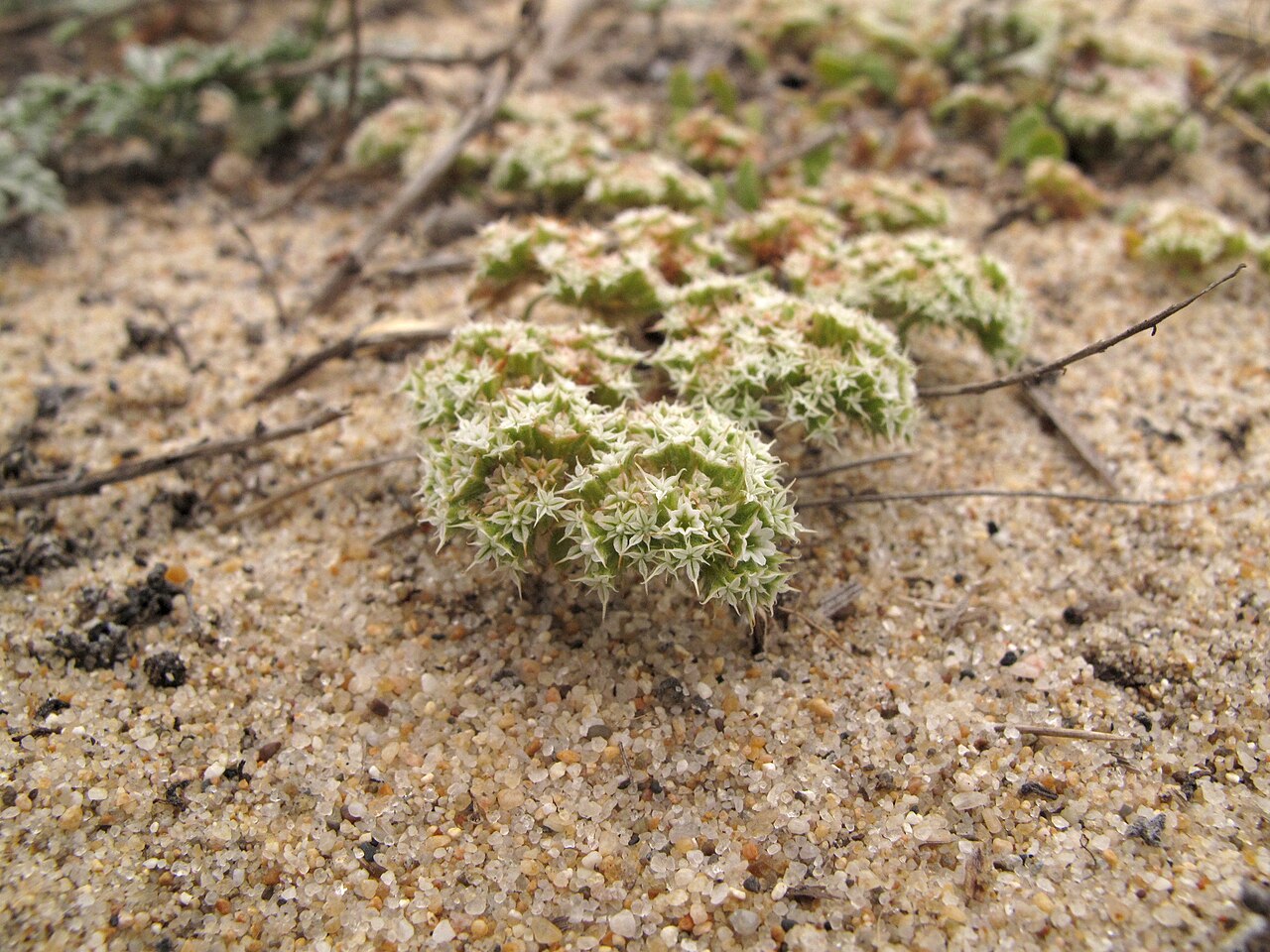 Monterey spineflower: Chorizanthe pungens var. pungens , Marina State Beach, CA, USA