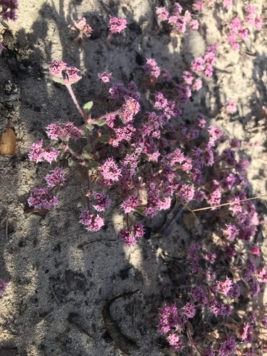 Monterey spineflower (Chorizanthe pungens)