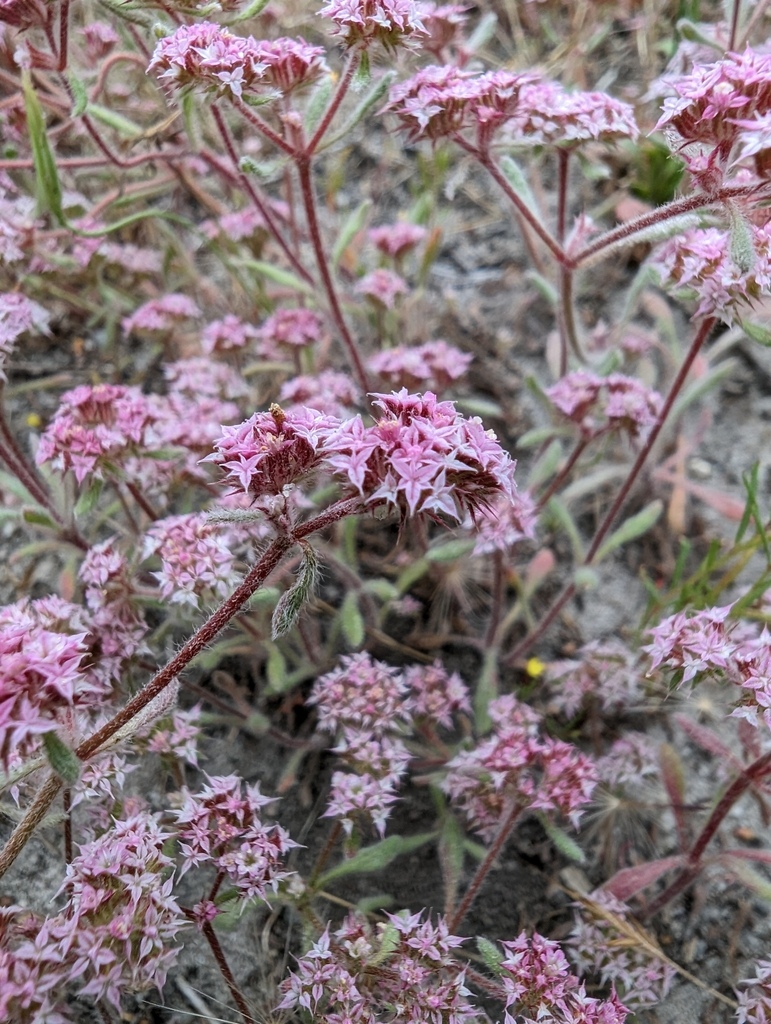 Monterey spineflower (Chorizanthe pungens)
