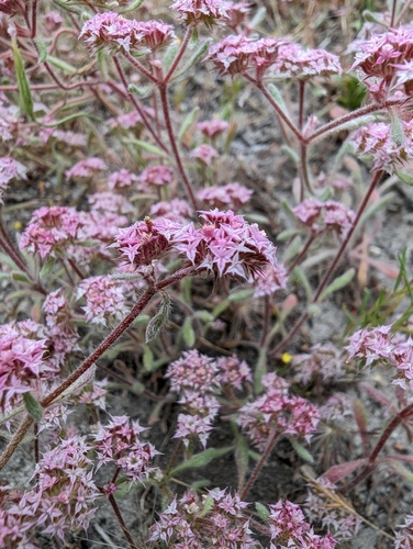 Monterey spineflower (Chorizanthe pungens)