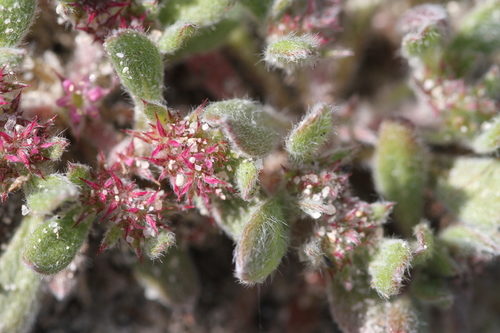 Monterey spineflower (Chorizanthe pungens)