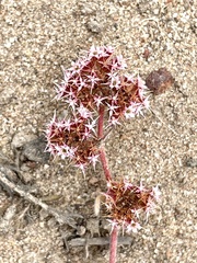 Monterey spineflower (Chorizanthe pungens)