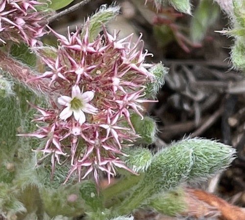 Monterey spineflower (Chorizanthe pungens)