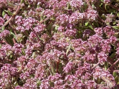 Monterey spineflower (Chorizanthe pungens)
