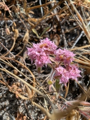 Monterey spineflower (Chorizanthe pungens)