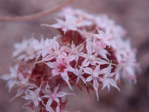 Monterey spineflower (Chorizanthe pungens)