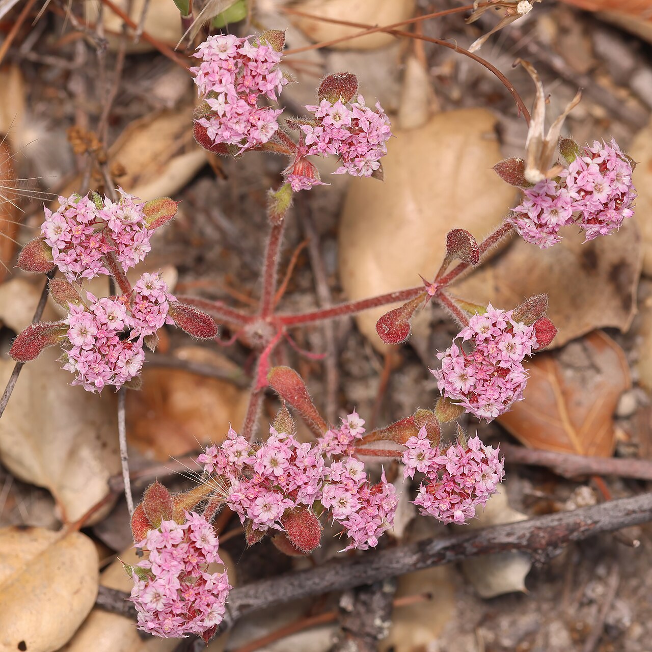 Monterey spineflower: Chorizanthe pungens var. hartwegiana, the Ben Lomond spineflower. An endangered taxon founn only in the Santa Cruz sandhills.