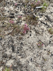 Monterey spineflower (Chorizanthe pungens)