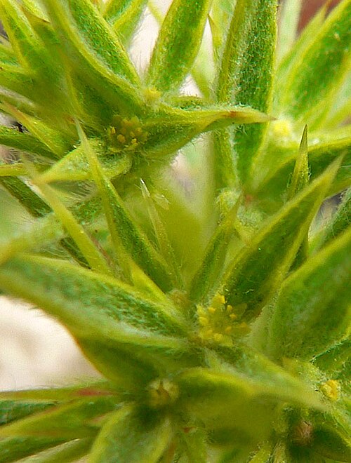 Devil's spineflower (Chorizanthe rigida)