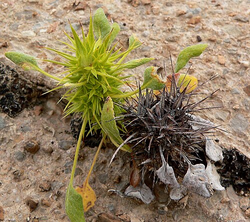 Devil's spineflower: Photo of Chorizanthe rigida in the desert west of Las Vegas, Nevada