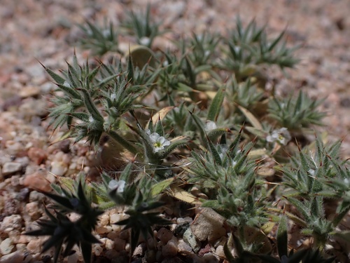 Mojave spineflower (Chorizanthe spinosa)