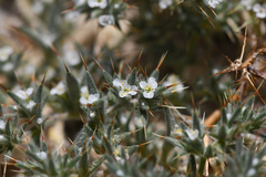 Mojave spineflower (Chorizanthe spinosa)
