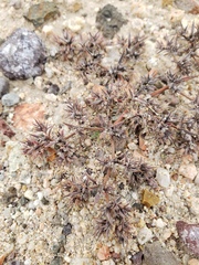 Mojave spineflower (Chorizanthe spinosa)