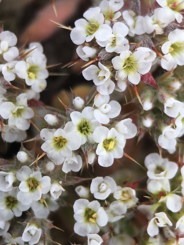Mojave spineflower (Chorizanthe spinosa)