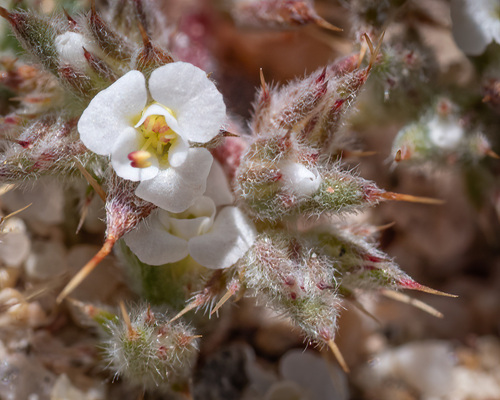 Mojave spineflower (Chorizanthe spinosa)