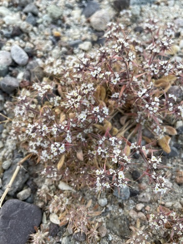 Mojave spineflower (Chorizanthe spinosa)