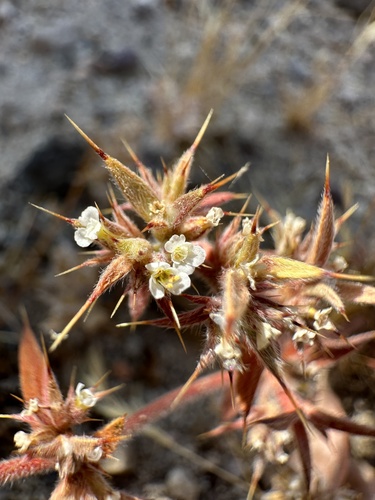 Mojave spineflower (Chorizanthe spinosa)