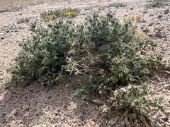 Mojave spineflower (Chorizanthe spinosa)