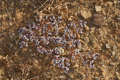 Mojave spineflower (Chorizanthe spinosa)