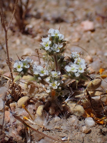 Mojave spineflower (Chorizanthe spinosa)