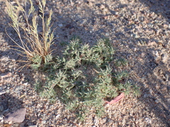 Mojave spineflower (Chorizanthe spinosa)