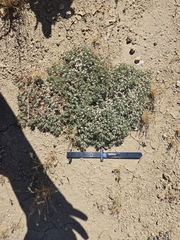 Mojave spineflower (Chorizanthe spinosa)