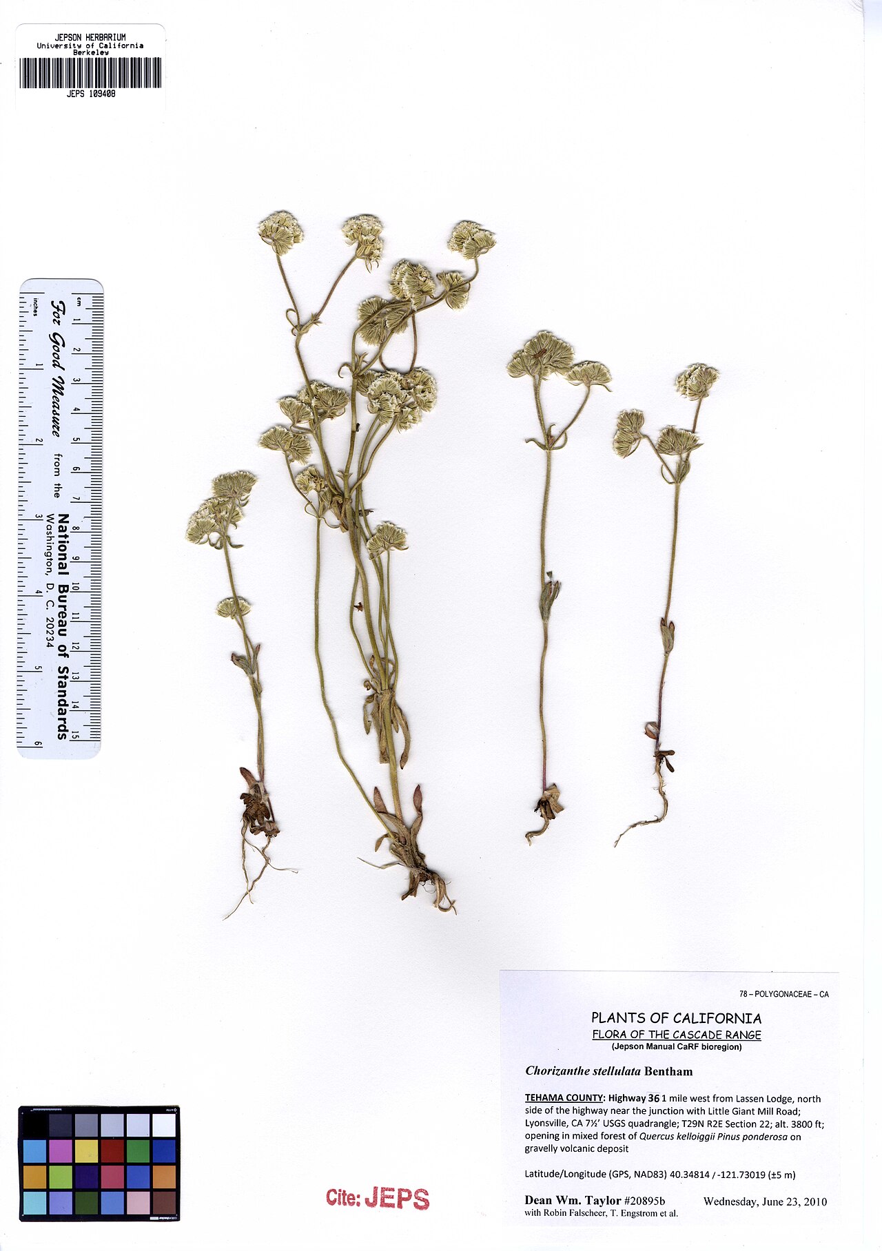 Starlet spineflower: JEPS109408 Chorizanthe stellulata