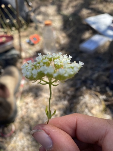 Starlet spineflower (Chorizanthe stellulata)