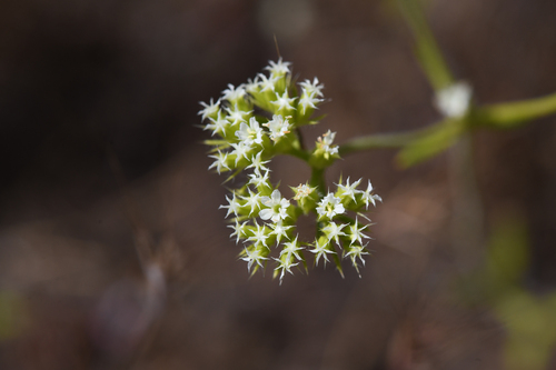 Starlet spineflower (Chorizanthe stellulata)