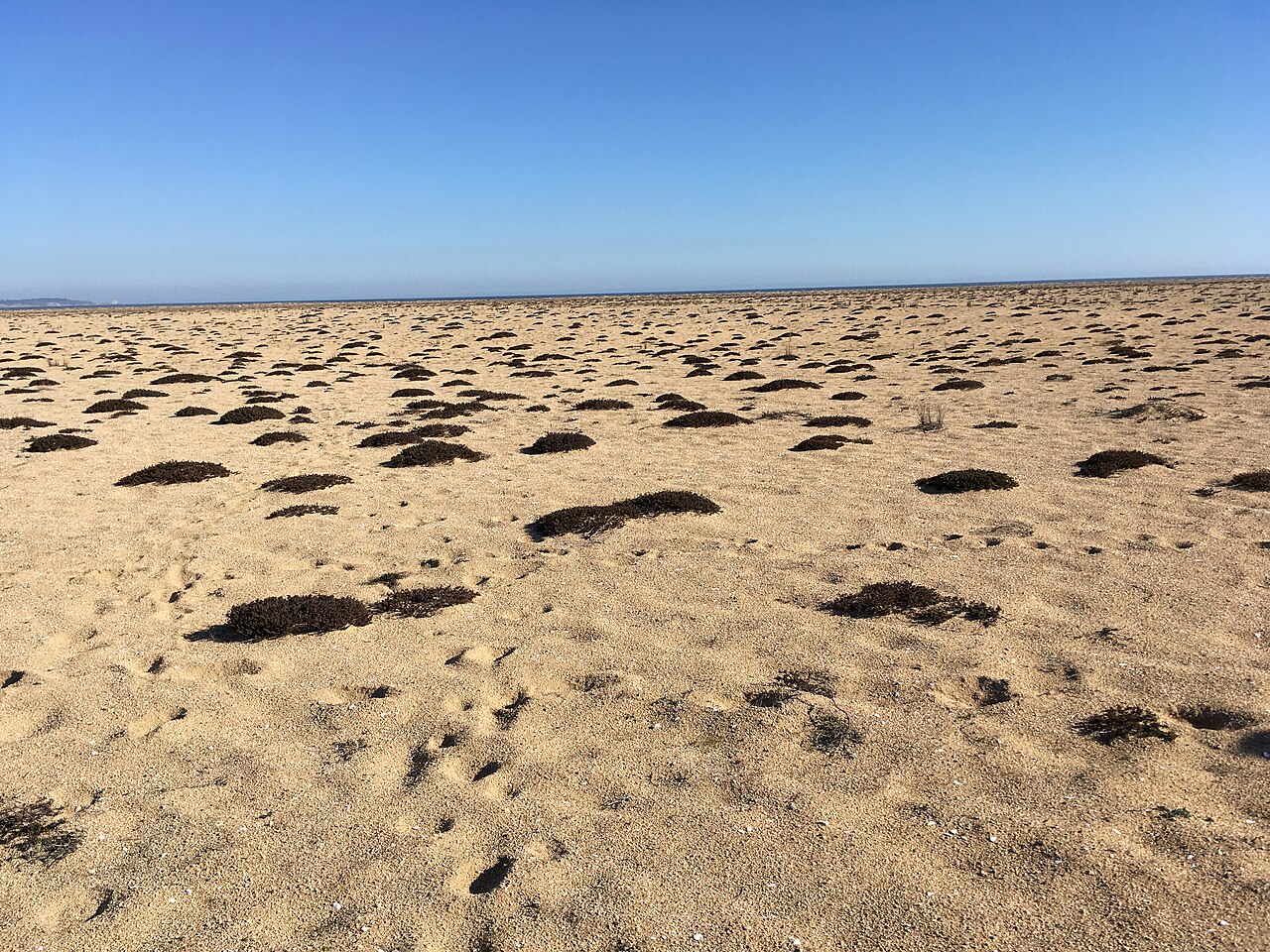 Chorizanthe vaginata: Poblaciones de Chorizanthe vaginata en playa desembocadura del estero Casablanca
