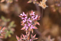 Priest Valley spineflower (Chorizanthe ventricosa)