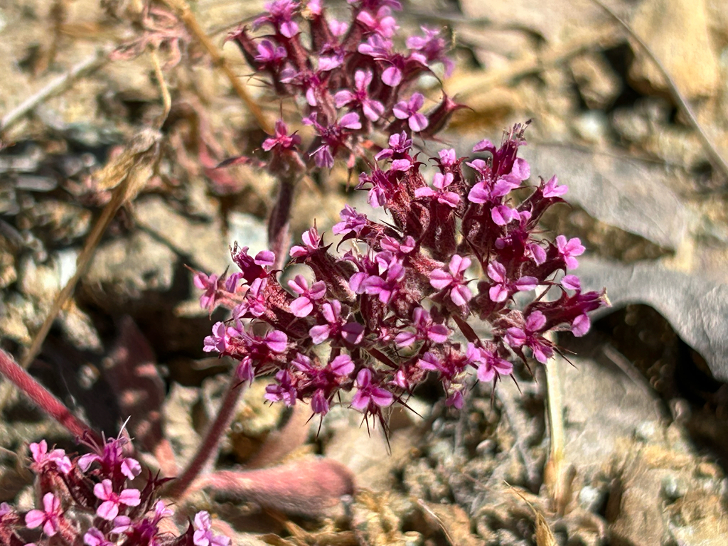 Priest Valley spineflower (Chorizanthe ventricosa)