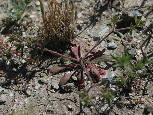 Priest Valley spineflower (Chorizanthe ventricosa)