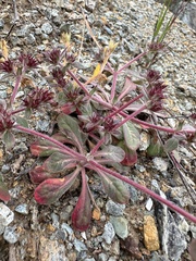 Priest Valley spineflower (Chorizanthe ventricosa)