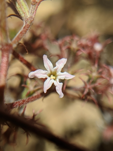 Riverside spineflower (Chorizanthe xanti)