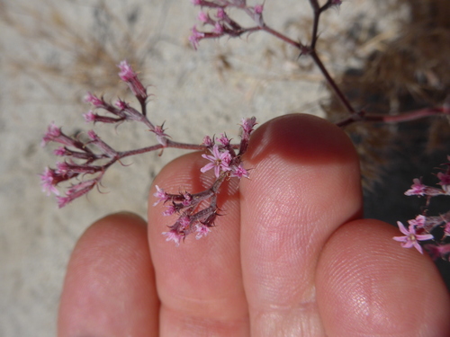 Riverside spineflower (Chorizanthe xanti)