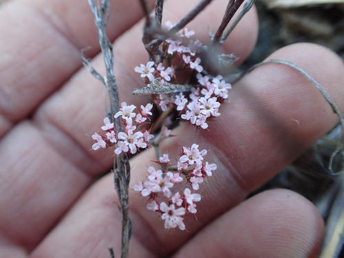 Riverside spineflower (Chorizanthe xanti)